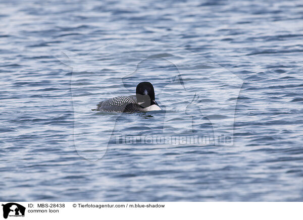 Eistaucher / common loon / MBS-28438