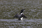 common loon