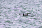 common loon