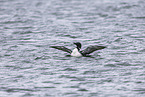 common loon