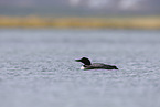 common loon