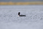 common loon