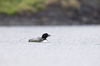 common loon