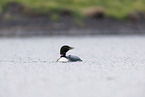 common loon