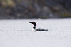 common loon