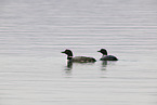 common loon