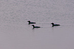 common loon