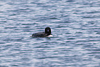 common loon