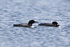 common loon