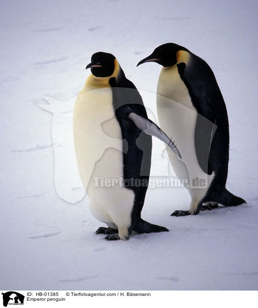 Kaiserpinguine / Emperor penguin / HB-01385