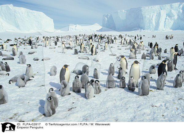 Kaiserpinguine / Emperor Penguins / FLPA-02817