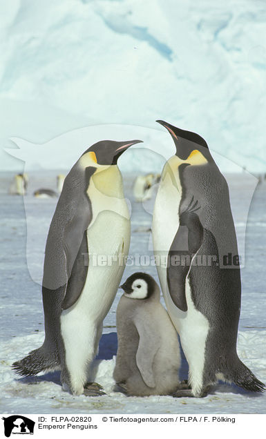 Kaiserpinguine / Emperor Penguins / FLPA-02820