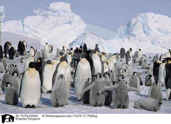 Kaiserpinguine / Emperor Penguins / FLPA-02824