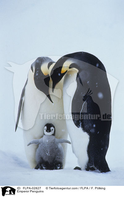 Kaiserpinguine / Emperor Penguins / FLPA-02827