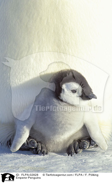 Kaiserpinguine / Emperor Penguins / FLPA-02828