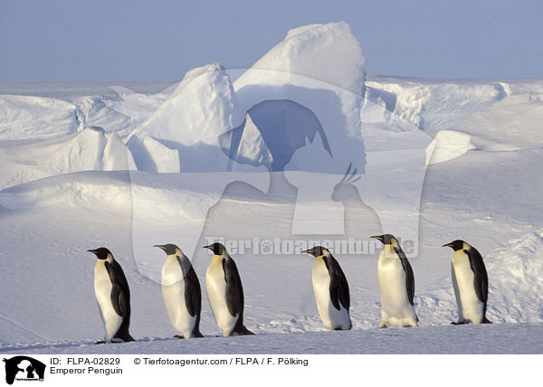 Emperor Penguin (Aptenodytes forsteri) Six walking - Dawson-Lambton Glacier, Antarctica, Kaiserpinguin / Emperor Penguin / FLPA-02829