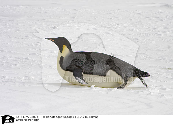 Kaiserpinguin / Emperor Penguin / FLPA-02834