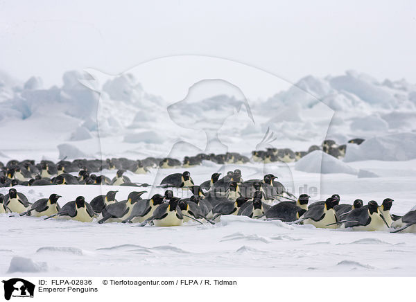 Kaiserpinguine / Emperor Penguins / FLPA-02836