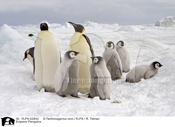 Kaiserpinguine / Emperor Penguins / FLPA-02842