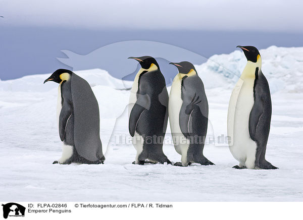 Kaiserpinguine / Emperor Penguins / FLPA-02846