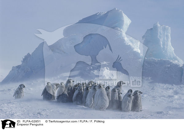 Kaiserpinguine / Emperor Penguins / FLPA-02851