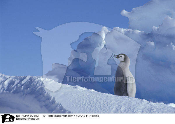 Kaiserpinguin / Emperor Penguin / FLPA-02853