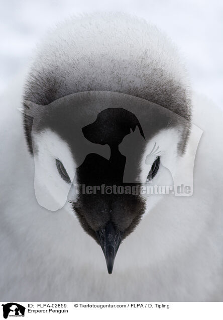 Emperor Penguin / FLPA-02859