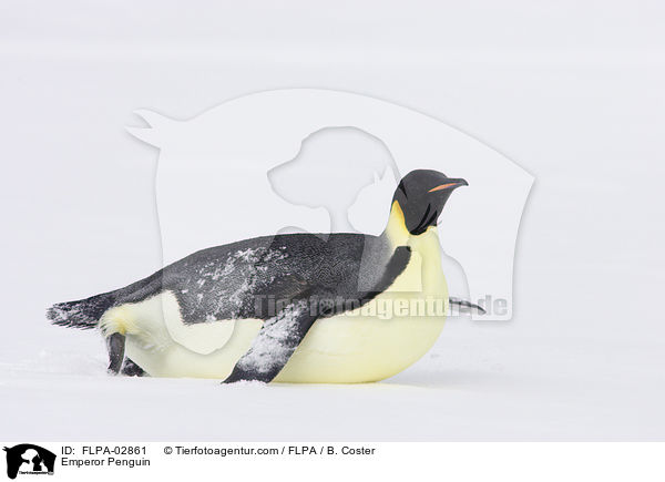 Kaiserpinguin / Emperor Penguin / FLPA-02861