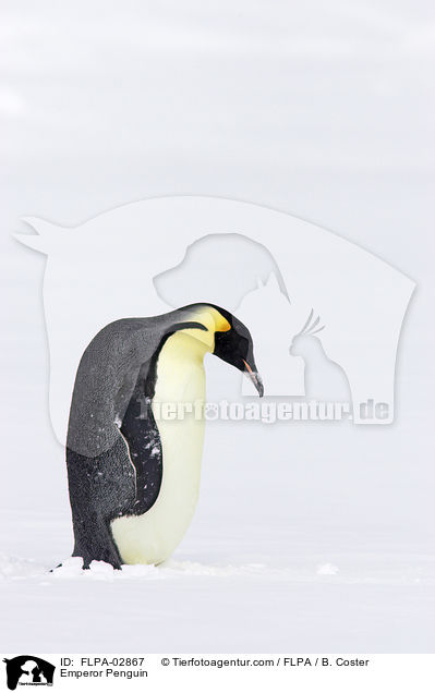 Kaiserpinguin / Emperor Penguin / FLPA-02867