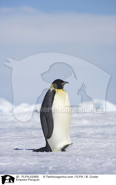 Emperor Penguin / FLPA-02869