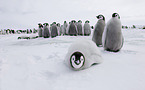 Emperor Penguins