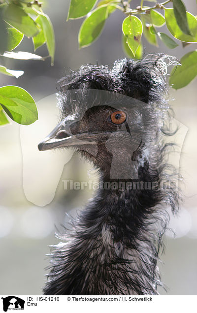 Emu / Emu / HS-01210