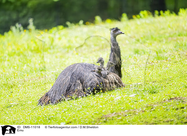 Emu / Emu / DMS-11018