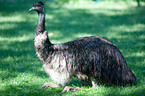 Emu