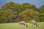 Emus