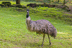 Emu