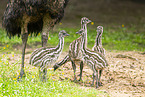 Emu