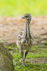 Emu