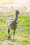 Emu