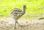 Emu