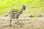 Emu