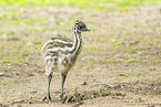 Emu