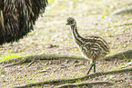 Emu