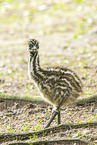 Emu