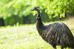 Emu