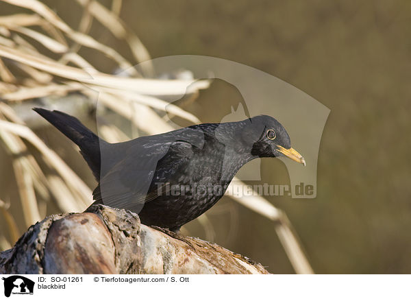 blackbird / SO-01261