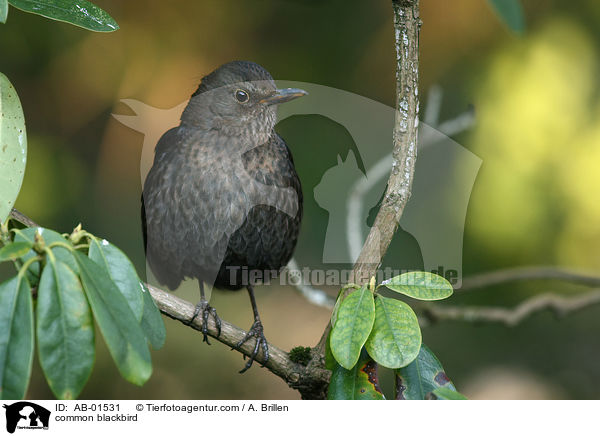 Amsel / common blackbird / AB-01531