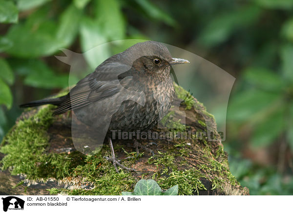 Amsel / common blackbird / AB-01550