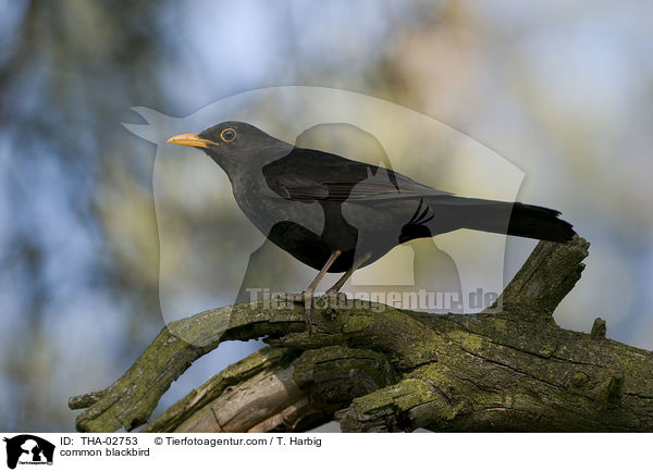 Amsel / common blackbird / THA-02753