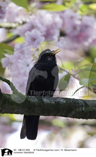 Amsel / common blackbird / HB-01399